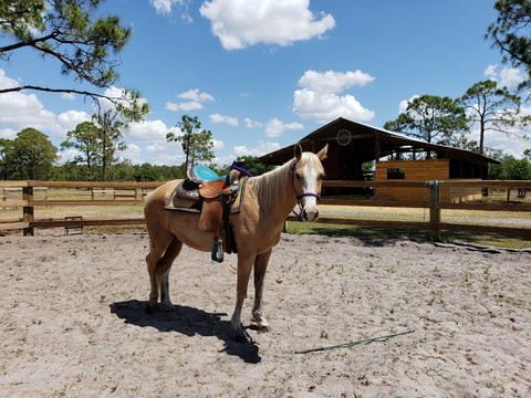 Western and English Horseback Riding Lessons